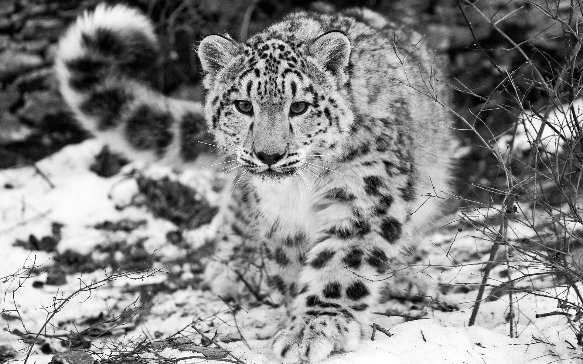 The Snow Leopard2580514219 - The Snow Leopard - Spoonbill, Snow, Leopard